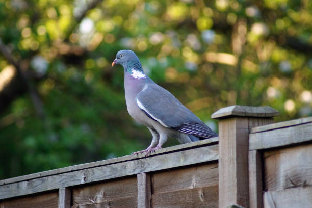 istock Single pigeon sitting on a fence 971063544