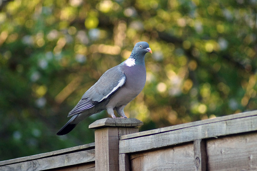 Single pigeon sitting on a fence