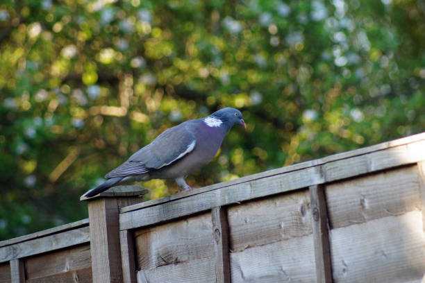 istock Single pigeon sitting on a fence 971063904