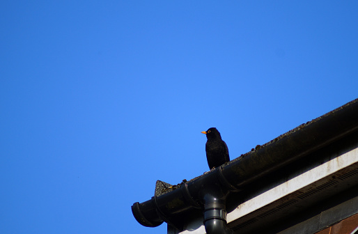 Black bird sitting on a roof of a house