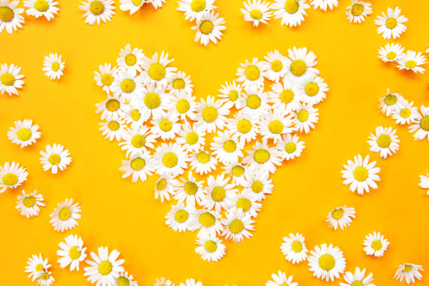 istock daisies in a heart shape on yellow background 971064190