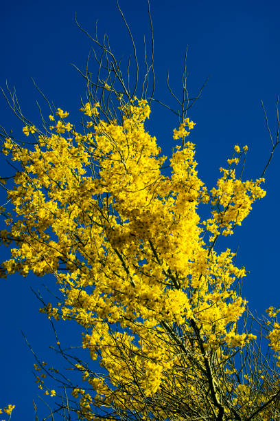 istock Blooming Palo Verde Tree 971064684