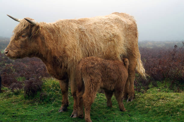 istock Highland Cow on Dartmoor looking at camera 971064890