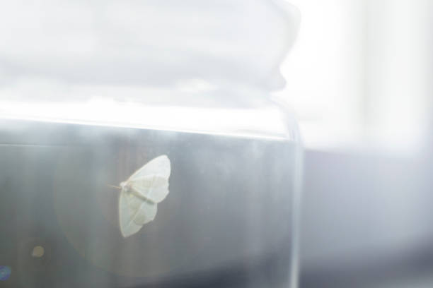 white butterfly in a glass jar