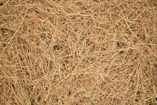 istock Dry lawn grass as a natural background 971067538