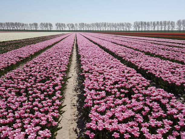 istock Tulips on a field in rows in the Netherlands 971070988