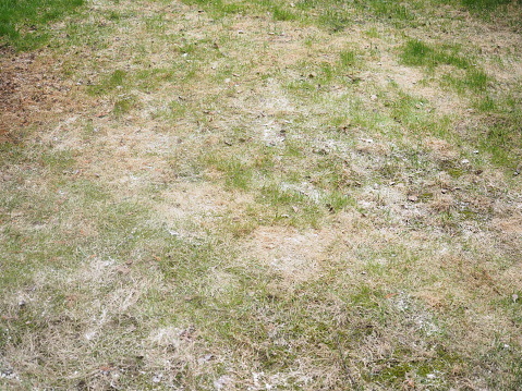 Dry grass overview from high angle with powdery mildew