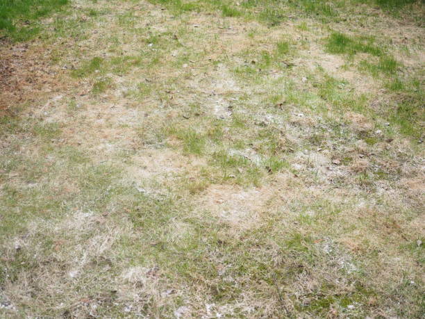 Dry grass overview from high angle with powdery mildew stock photo