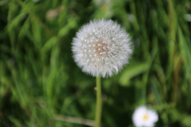 istock dandelion bloomed with white seeds waiting to get blowned 971075372