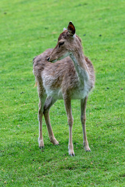 istock Young deer on the meadow 971075978