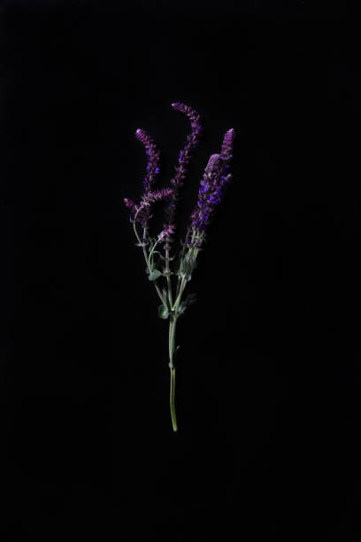 istock purple flower 971087004