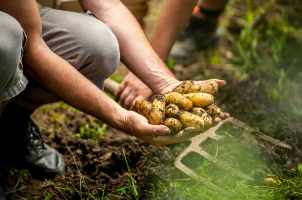 senior hombre recogiendo patatas homegrown orgánicos - farm farmer vegetable field fotografías e imágenes de stock