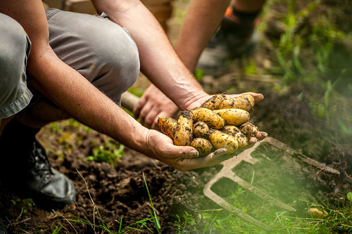 Senior Man Picking Up Organic Homegrown Potato.