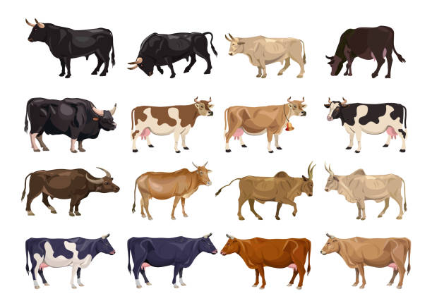 zestaw hodowli bydła - beef cow cattle bull stock illustrations