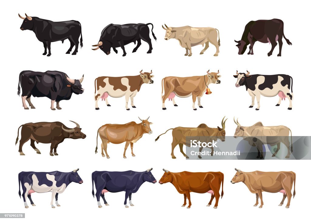 Vetores de Jogo Dos Touros E Das Vacas e mais imagens de Fêmea de mamífero  - Fêmea de mamífero, Ilustração e Pintura, Touro - Animais Machos - iStock