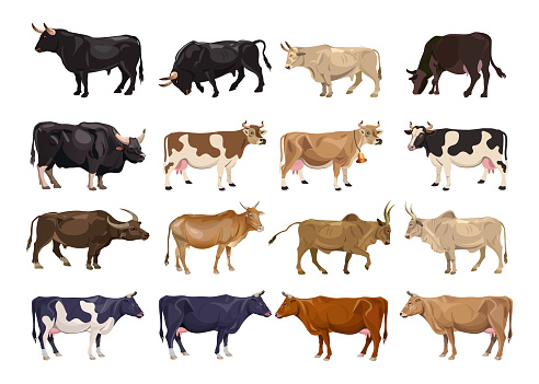 Cattle breeding set. Cows and bulls. Side view. Vector illustration isolated on white background