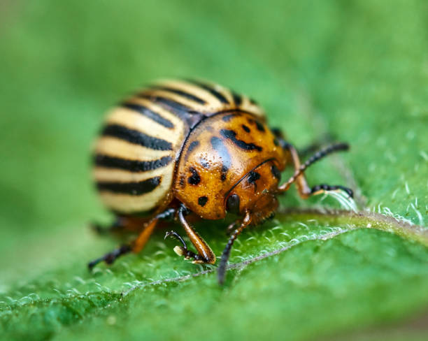 istock Closeup of colorado beetle 971101986
