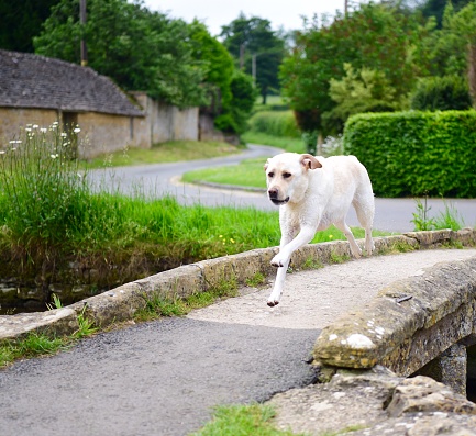 A dog visiting the English countryside