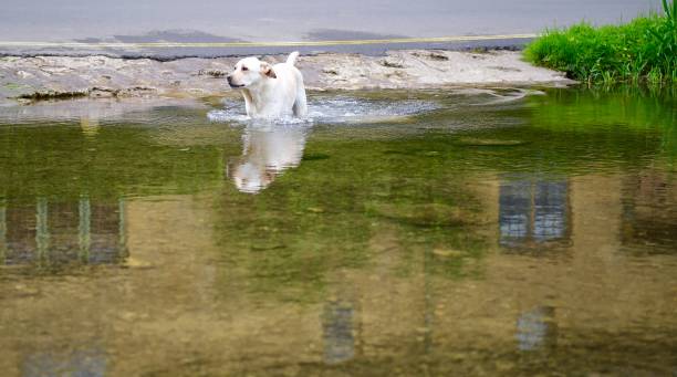 istock Labrador Retriever in the Cotswolds 971105070