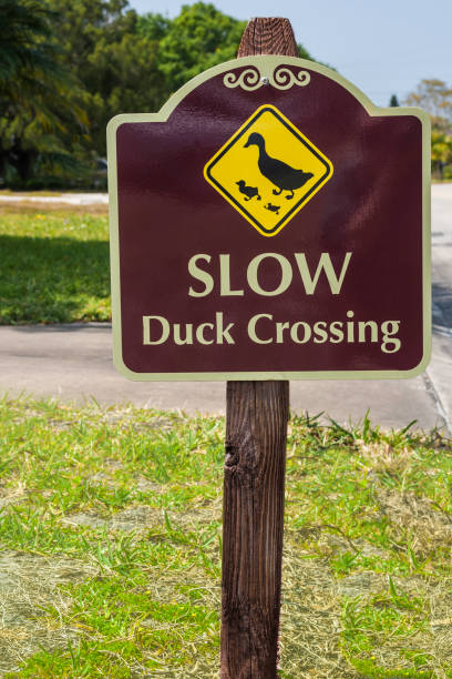istock Slow: Duck Crossing - Traffic Sign 971106246