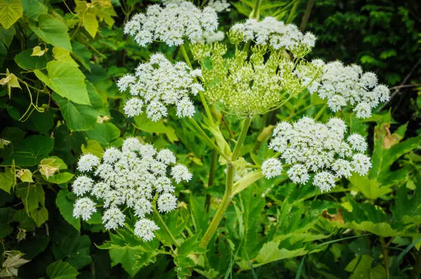 The Giant Hogweed is a highly invasive wildflower that can cause rashes and blisters and can cause blindness.  It often can grow in excess of seven feet tall.