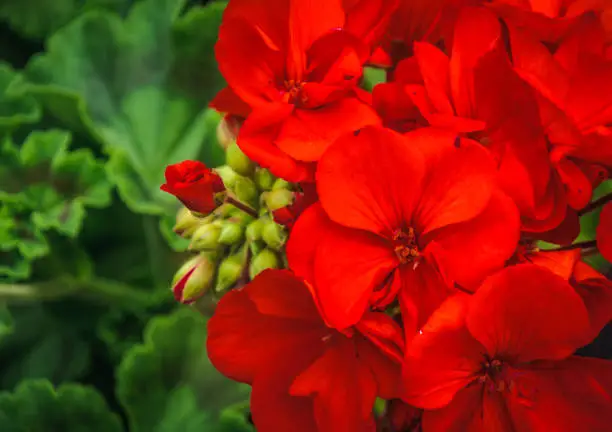 Close up of a red geranium flower and unopened buds.