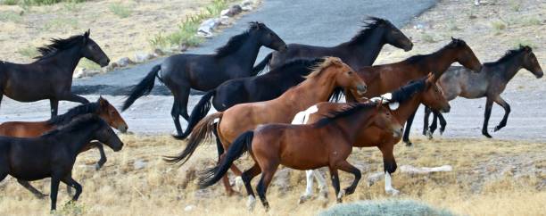 Galloping herd wild American Mustang horses Wild horses of Nevada, herd of mustangs galloping along rural desert road mustang wild horse photos stock pictures, royalty-free photos & images