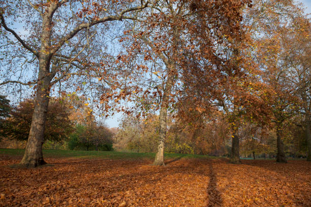 istock season of autumn 971132294