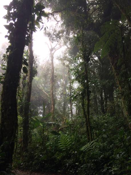 istock The amazing Costa Rica 971132506