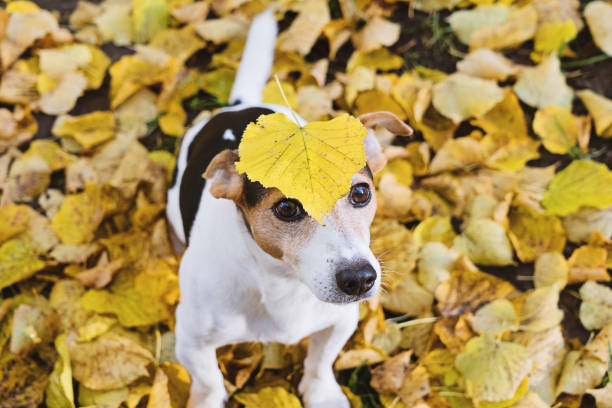 istock Funny dog with big yellow leaf on head 971139878