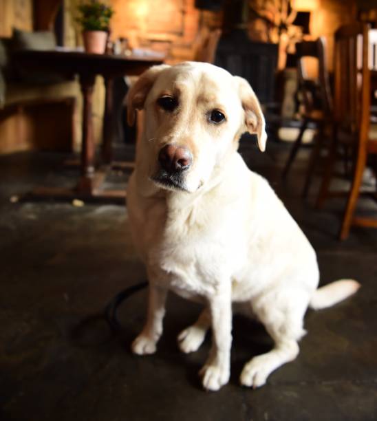 istock Labrador Retriever in the Cotswolds 971144370