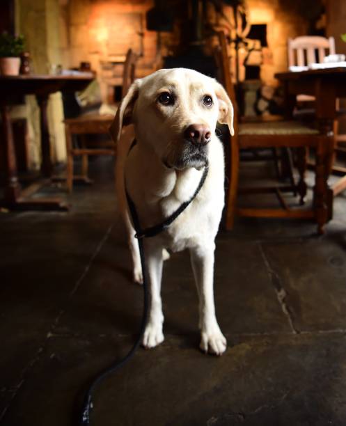 istock Labrador Retriever in the Cotswolds 971144482