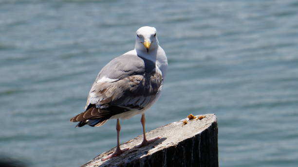 istock San Francisco Fisherman's wharf 971145116