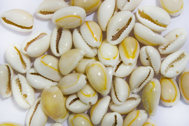 деньги каури - cowrie shell стоковые фото и изображения