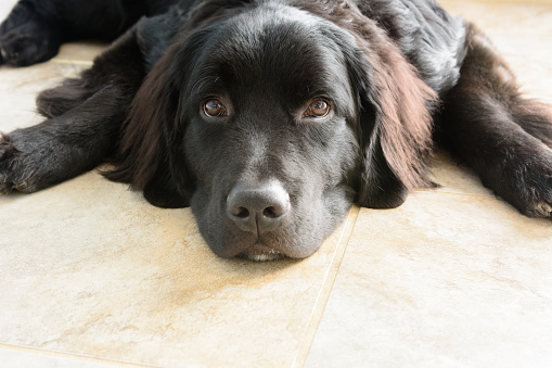 Bear, the black Newfoundland puppy, patiently waits for a walk while his owner takes a picture. In Brunswick, Maine