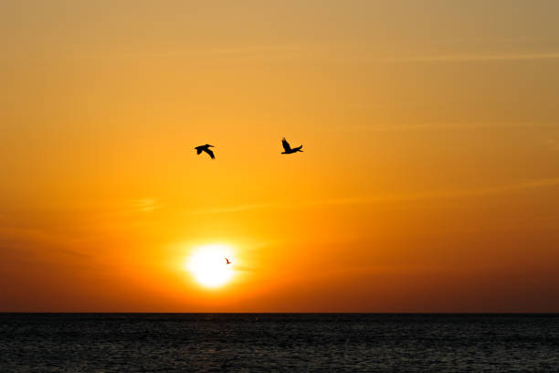 istock Pelicans flying into the sunset 971163048