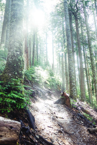 istock Hiking Trail - green forest - sun kissed path 971163234