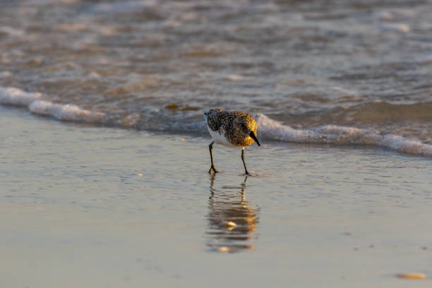 istock Rusty Turnstone foraging along the beach 971165620