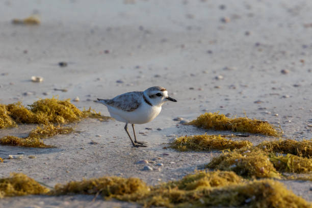 istock Snowy Plover foraging at the beach 971166564