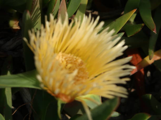 istock yellow flower blooming 971169322