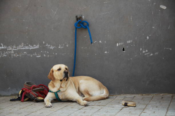 istock Tied labrador with grey background 971176736