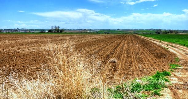 Field ready to grow corn stock photo