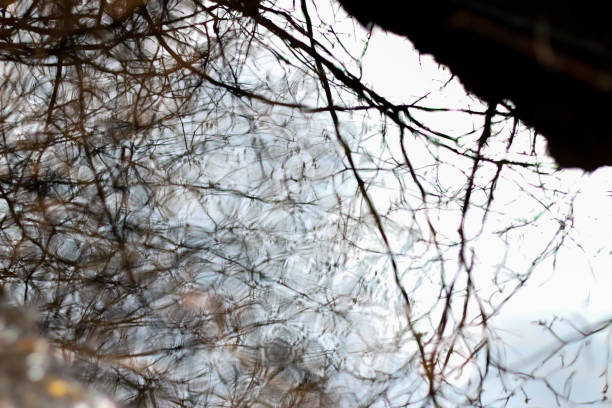 istock Forest Hike in British Columbia 971177192