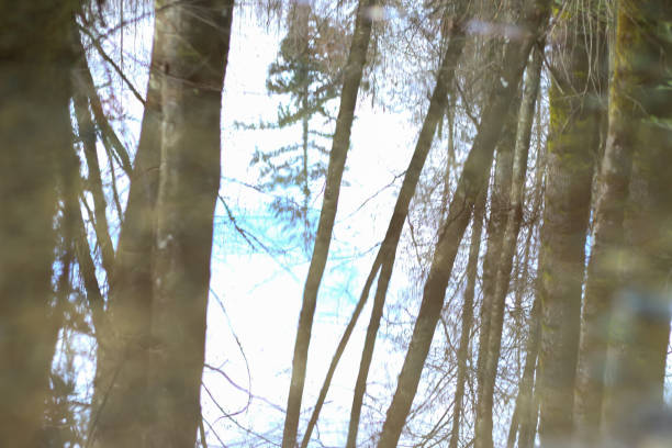 istock Forest Hike in British Columbia 971177272