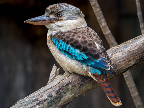 Blue-Winged Kookaburra A beautiful example of an male Blue-Winged Kookaburra, shot in bushlands in south eastern Australia. kookaburra stock pictures, royalty-free photos & images