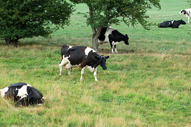 vacas na diagonal - chew the cud imagens e fotografias de stock