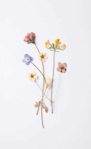 istock Wild flower bouquet 971187504