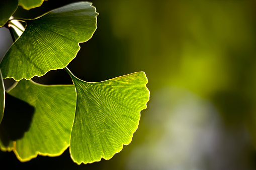 Yellow leaves of a gingko tree on a white background.