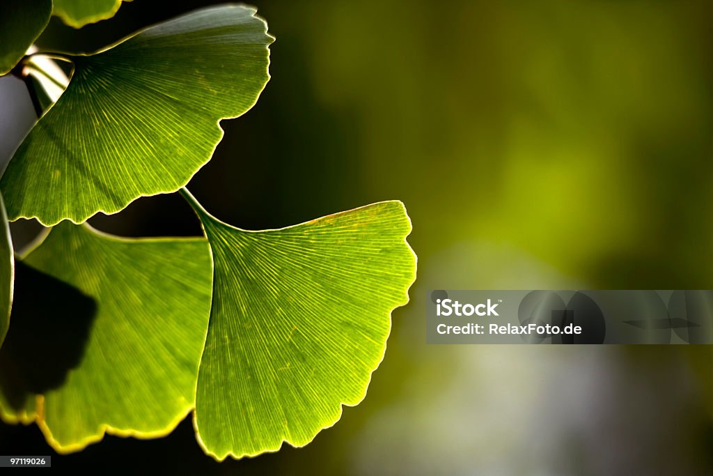 Close-up de Gingo biloba folhas Retroiluminado - Royalty-free Gingo Foto de stock