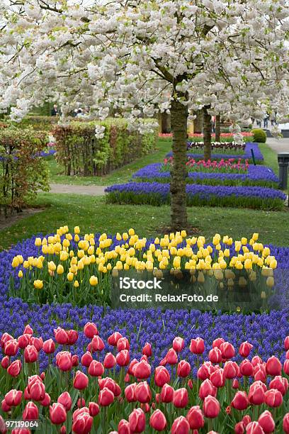 Bellissimo Fiore Letto Di Tulipani In Primavera A Keukenhof Xxl - Fotografie stock e altre immagini di Primavera